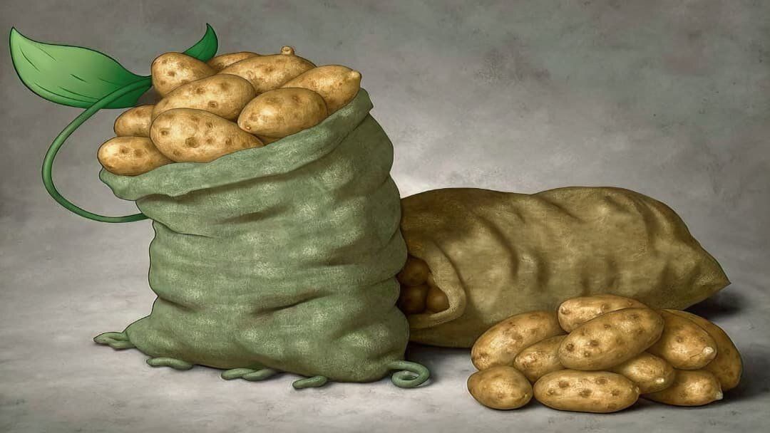 Как правильно хранить картошку: секреты долговечности на зиму