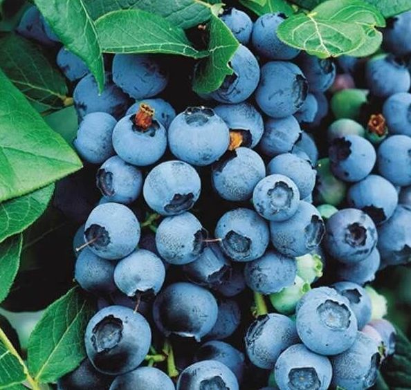 ������ ����� ������� ��� ��������� ����: ��� ������� ��������� �������