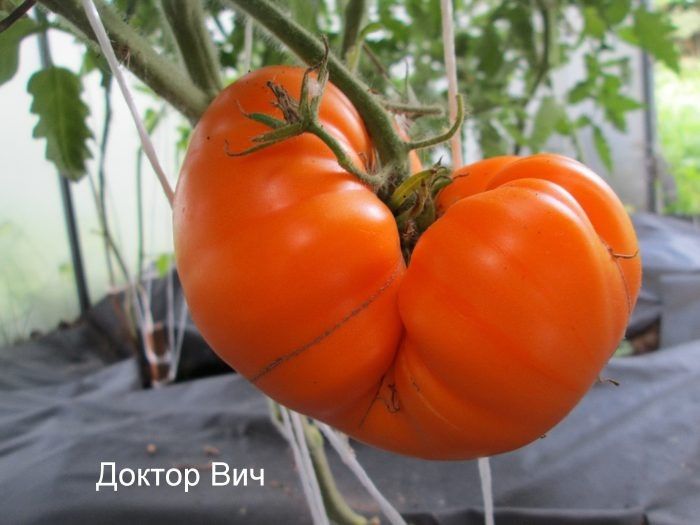 Томат Доктор Вич: как вырастить уникальный сорт с яркими плодами