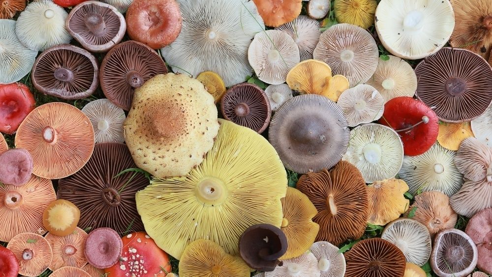 Грибы как предвестники сложной жизни на Земле: новое открытие