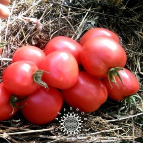 ����� ������� ����: ��������� ����� ��� ������� ����� � ����������� ������