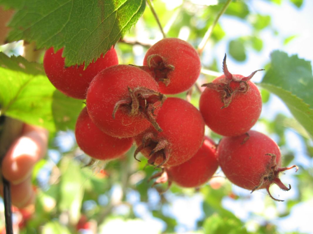 Боярышник: универсальное растение с лечебными свойствами