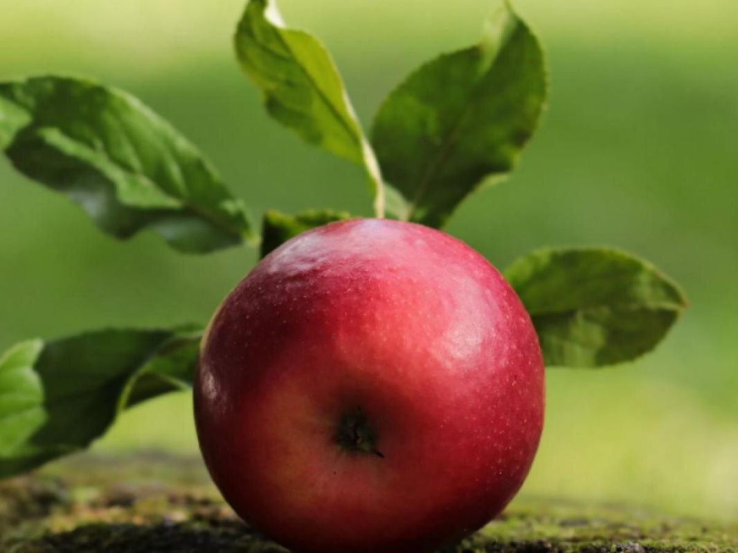 Проверенный способ сохранить яблоки на дереве: кирпичи на помощь