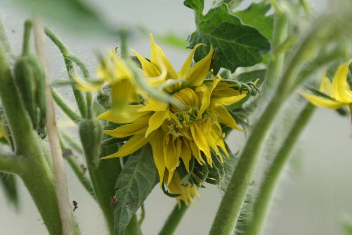 Что такое махровые цветы у томатов?