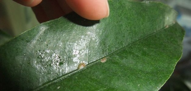 Липкие листья у комнатных цветов: что делать, если ваше растение страдает?