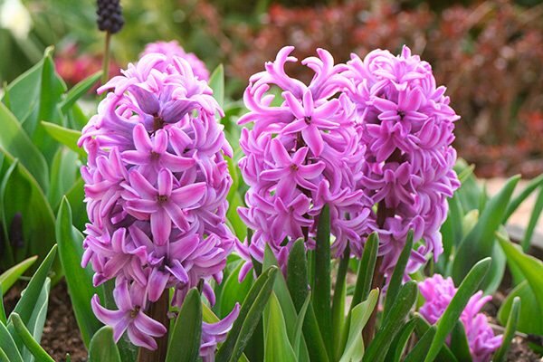 Весенние гиацинты: Разнообразие сортов, которые покорят ваш сад