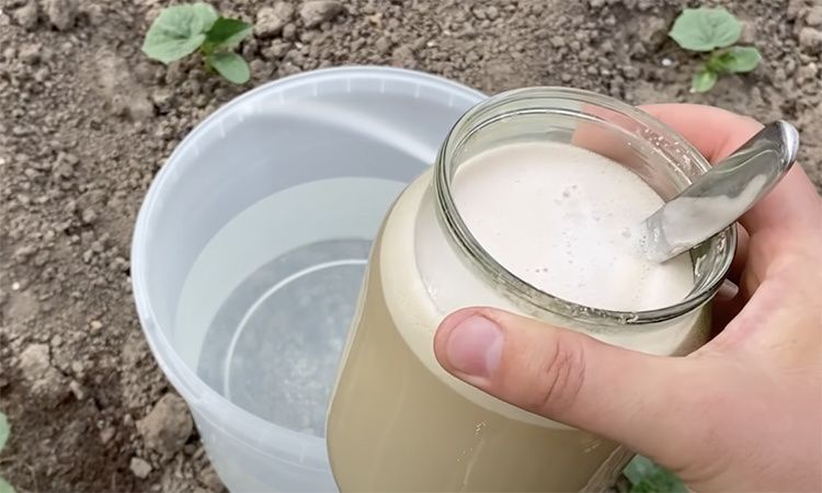 Дрожжевая подкормка: как правильно использовать для достижения успеха в саду