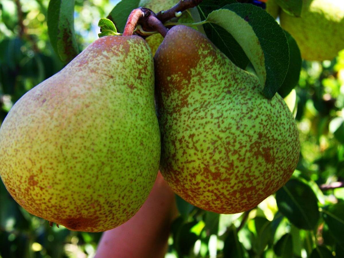 Сажаем грушу: секреты быстрого урожая уже на следующий год