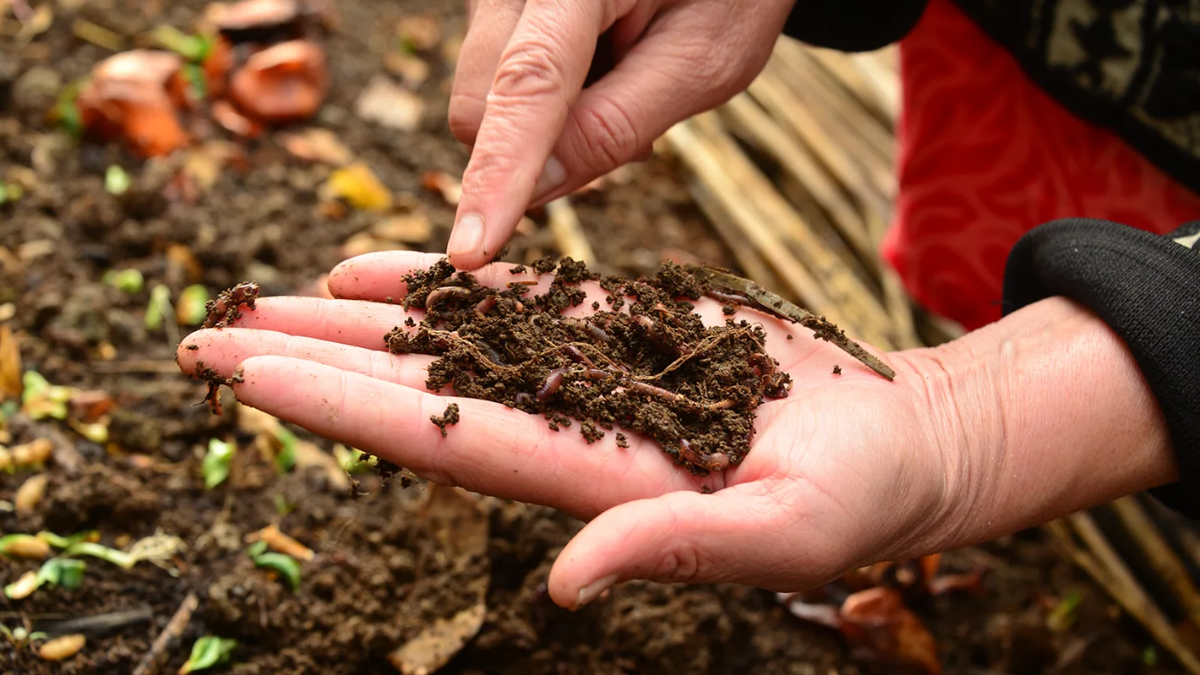 Как превратить скромный компост в чернозём: секреты опытных садоводов