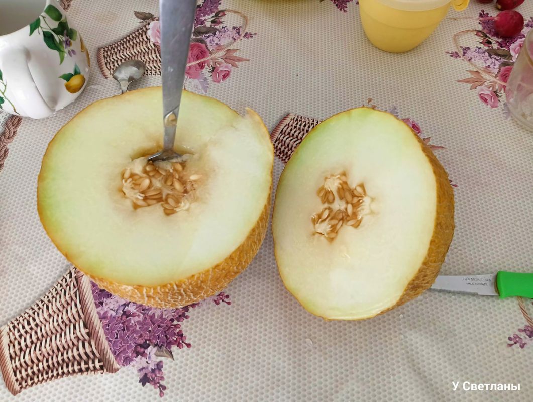 Дыня и жизнь домашних питомцев: как прошел день