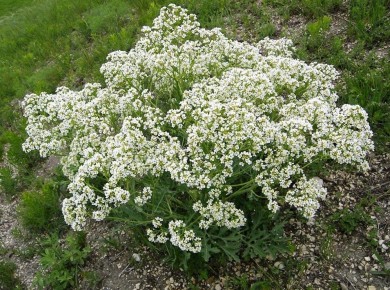 Катран: уникальный заменитель хрена для вашего огорода