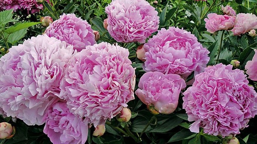 ��� �������� ���������� �������� ������: ������� �������� ���������