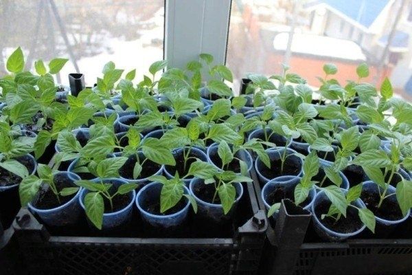 Проблема вытягивания рассады и как с ней справиться