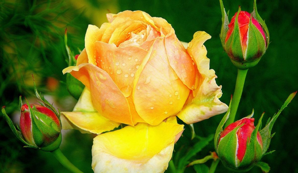 Как защитить розы от зимней стужи: секреты правильной подготовки