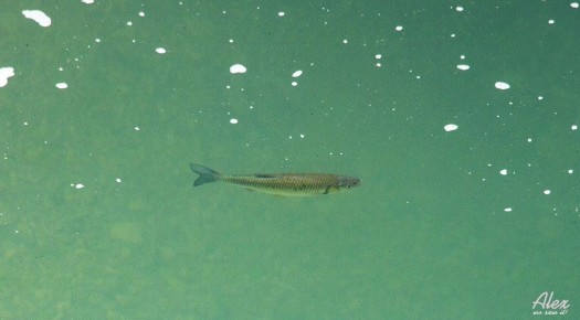 Цоцхали: Искусство готовить рыбу по-грузински