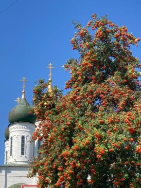 Сладкая рябина: старинные рецепты варенья к чаю