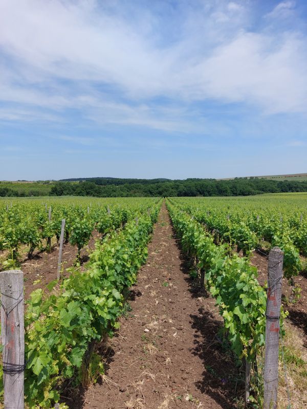 ����������� ��������� �����: ����� �������������� �����������