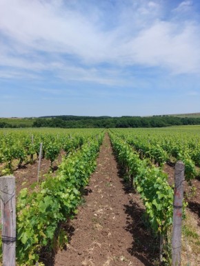 ����������� ��������� �����: ����� �������������� �����������