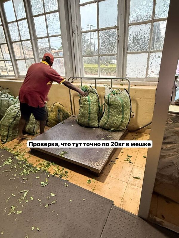 Цейлонский чай: от кофе до уникальных вкусов