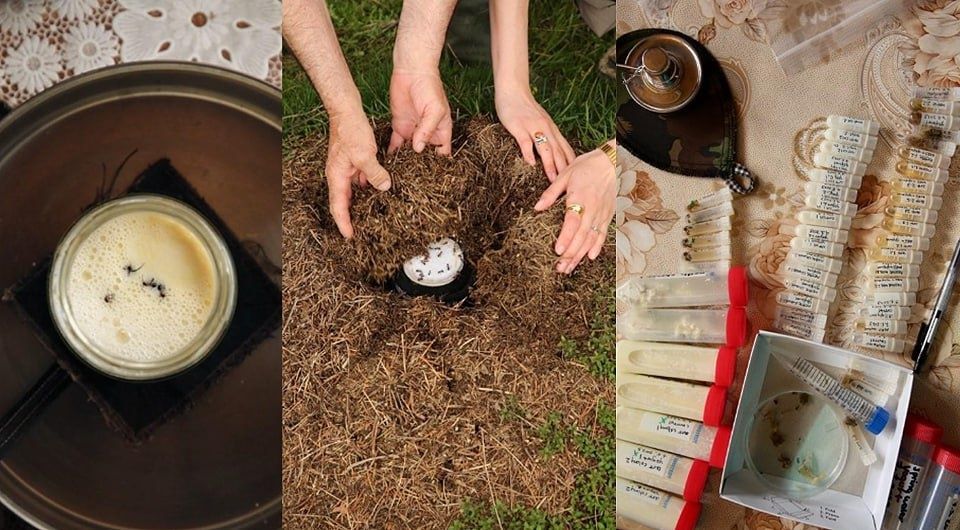 Йогурт с муравьями: древний способ в современных лабораториях