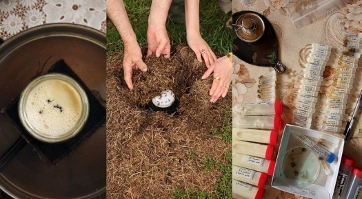 Йогурт с муравьями: древний способ в современных лабораториях