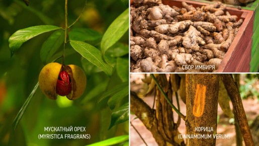 Тайны зимних специй: имбирь, корица и мускатный орех