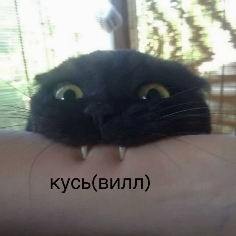 ВкусВилл расширяет горизонты: новый бренд для пушистиков – «КусьВилл»