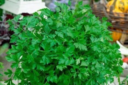 �������� ��� ������ �������: ������ ����� ��� ������ �������