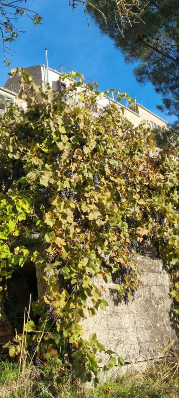 ����� ���������� �����������: ��������� � ����������� � ������������ �����