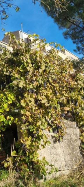 ����� ���������� �����������: ��������� � ����������� � ������������ �����