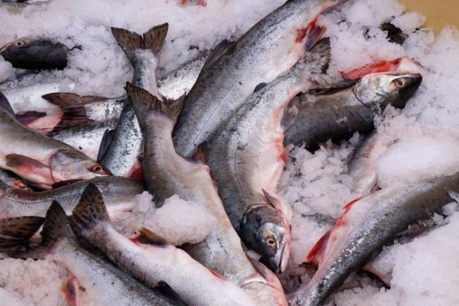 Рыбная промышленность Приморья: чего ждать от цен на рыбу в 2026 году