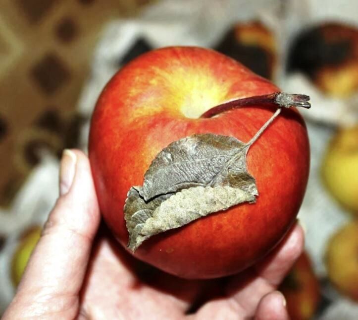 ������ ��� ����������: ��� ��� �������� ��� ���������� ��������