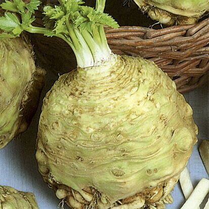 ����� ���������� ��������� ���������: ���������� ����� ��� ��������� ������