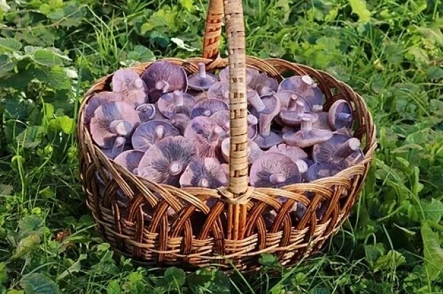 Как распознать гриб рядовка: фото и советы по идентификации