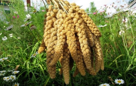 Еда для выживания: исторические перипетии могара и масла