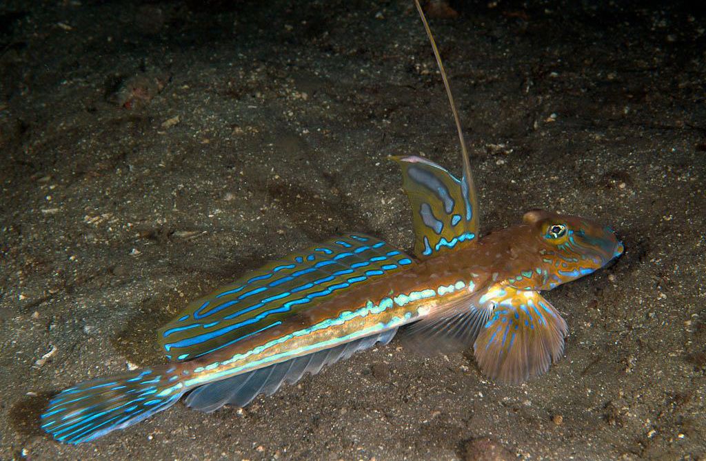 ���������� ��������� ������� ���: ����-���� � ����� ������� ����