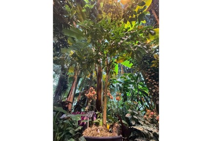 Цветение авокадо в «Аптекарском огороде»: дар природы в XXI веке