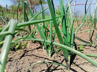 Удивительное печенье с зелёным луком: пробуйте на здоровье