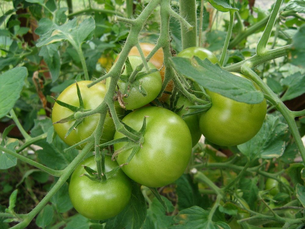 ������ ������ ������, �� �� ��������: ���������������� ������ ���������