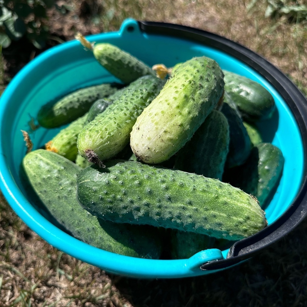 Секретные рецепты: как приготовить хрустящие огурцы на зиму всего за несколько шагов