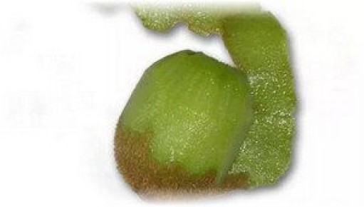 Как правильно чистить киви и почему это важно