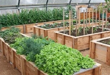 Как преобразовать отходы в урожай: умные грядки из спиленных веток