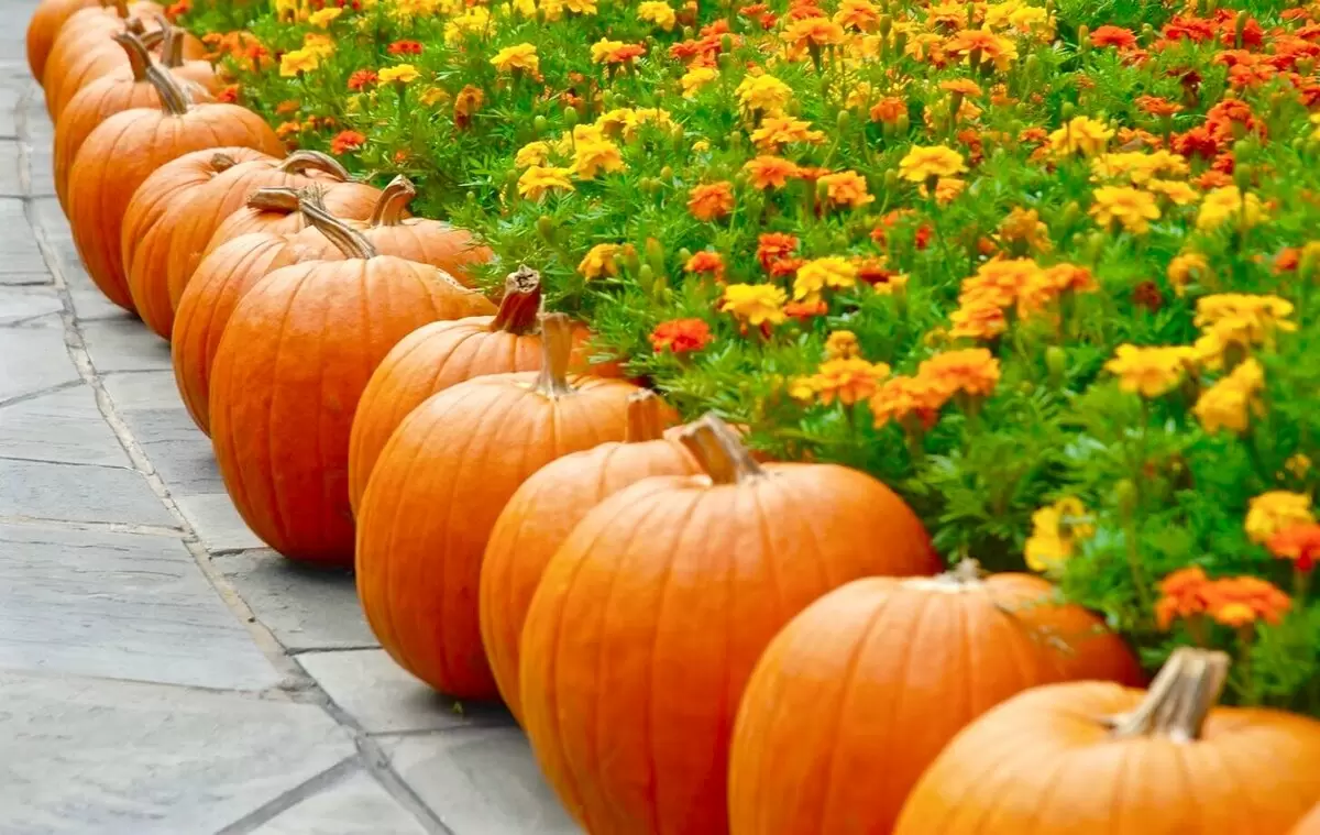 Вкусный омут из тыквы: готовим запас с вареньем и маринадом