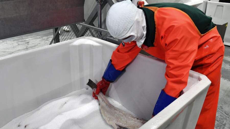 Пикша лидирует по удешевлению на российском рынке рыбы