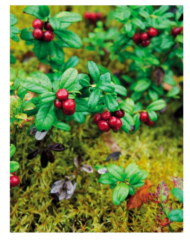 ������� �����: ������������ ��������� � ����������� ��������