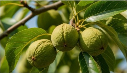 ������ ������ � �������� �������: ������������ ������ ��� ������ �����