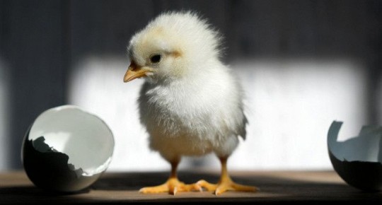 ������� ���: ������� ����� �� ����� ���� ������ � ������� ����?