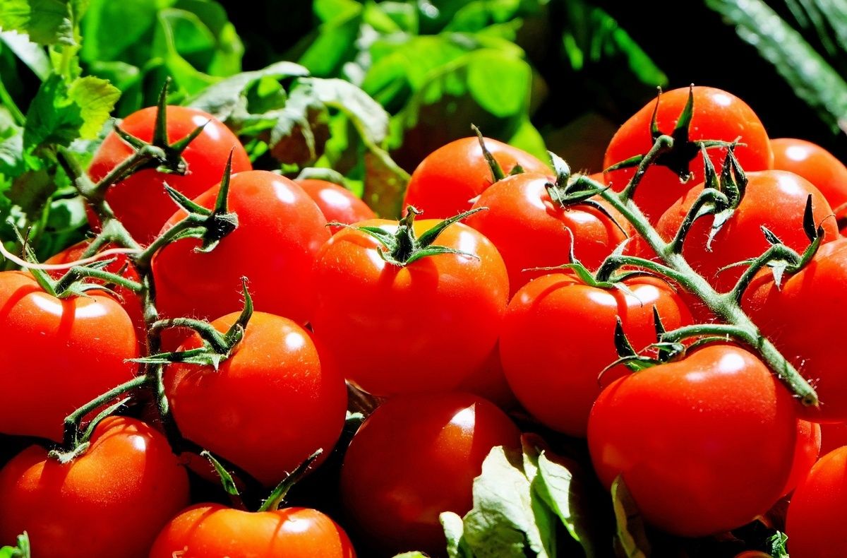 Как спасти томаты в знойный период с помощью хвойного настоя
